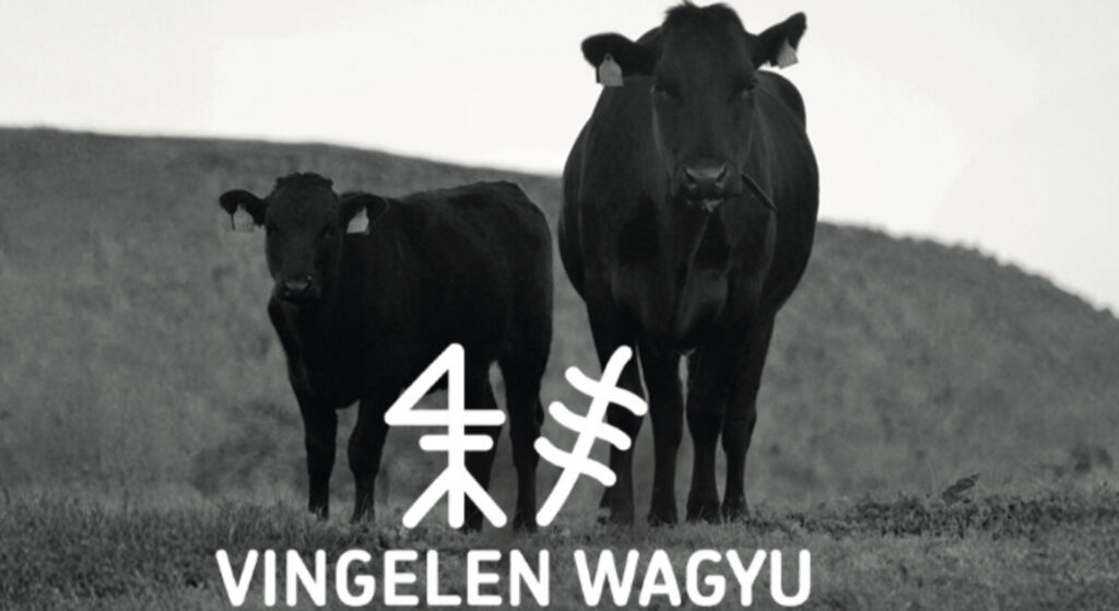 Dyr fra Vingelen Wagyu og logo