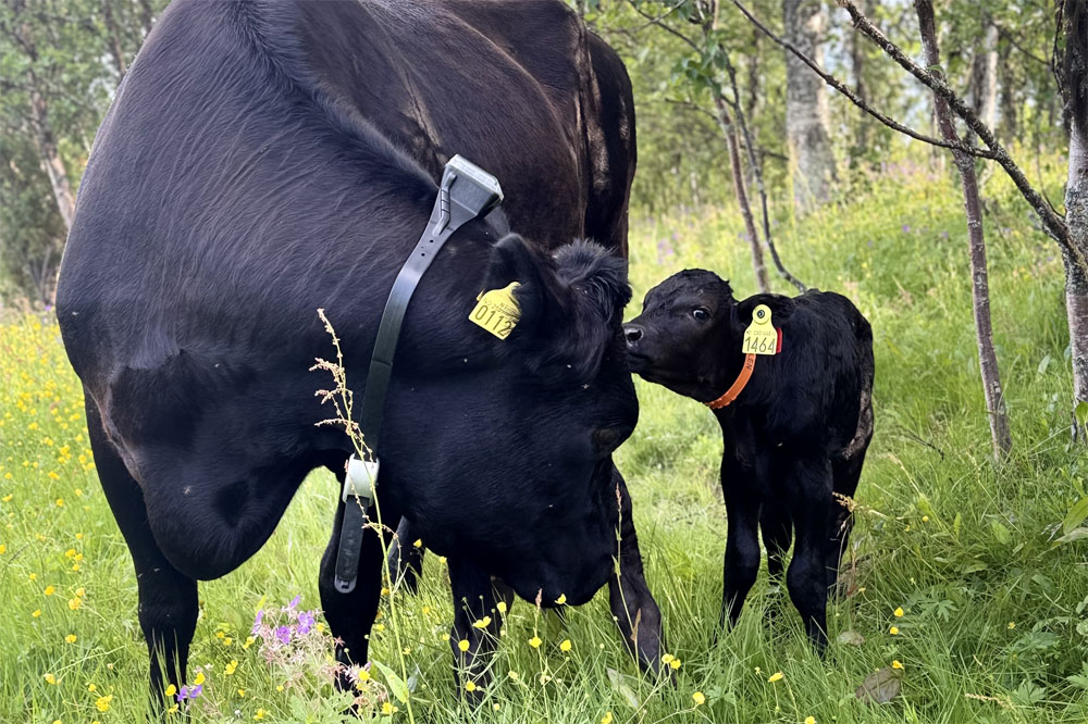 Wagyu-ku og kalv på beite i Vingelen